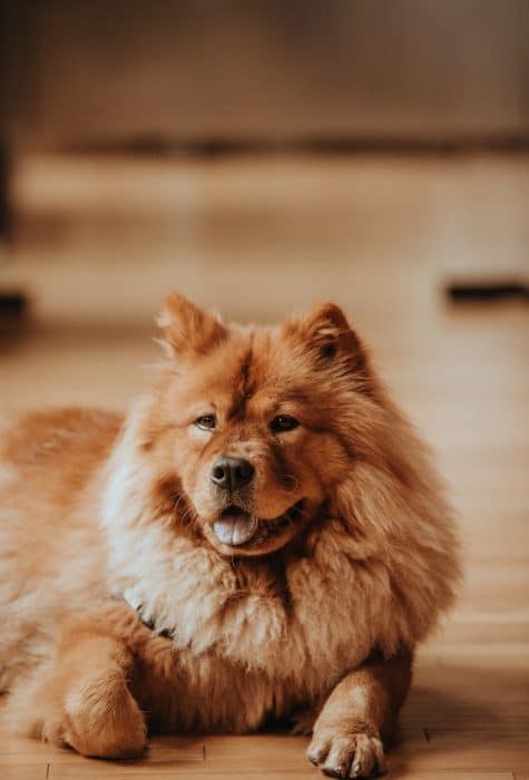 un-chien-de-race-chow-chow-aux-poils-épais