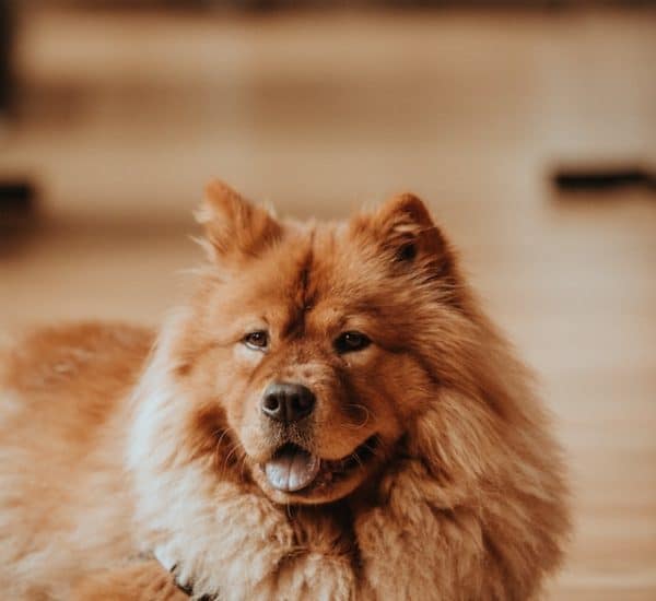 un-chien-de-race-chow-chow-aux-poils-épais