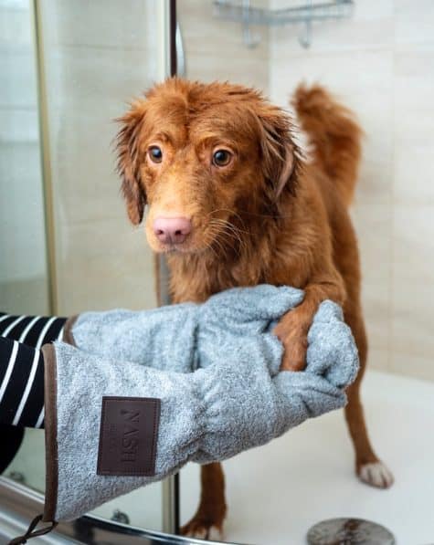 un-chien-qui-se-fait-sécher-les-poils-après-le-bain