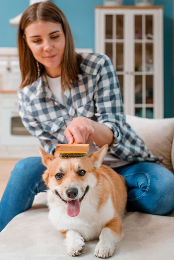 Brossage régulier du chien pour la mue d'automne