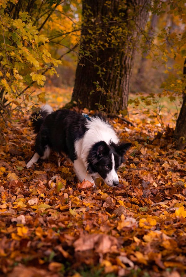 Chien noir et blanc mue d'automne