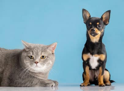 chat et chien protéger avec la carte d'urgence animale