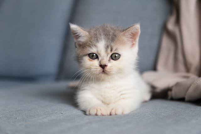 un-chaton-couché