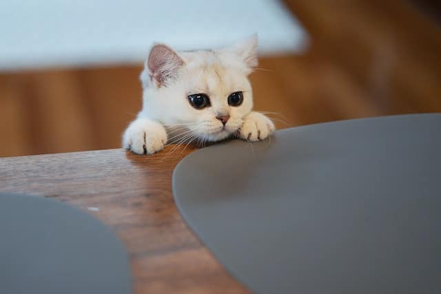 un-chaton-curieux-qui-observe-au-dessus-d-une-table