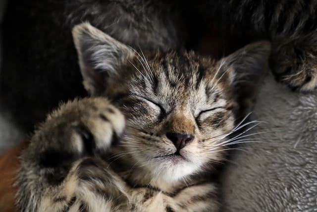 un-chaton-heureux-qui-dort