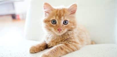 un-chaton-roux