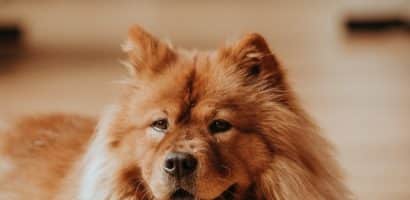 un-chien-de-race-chow-chow-aux-poils-épais