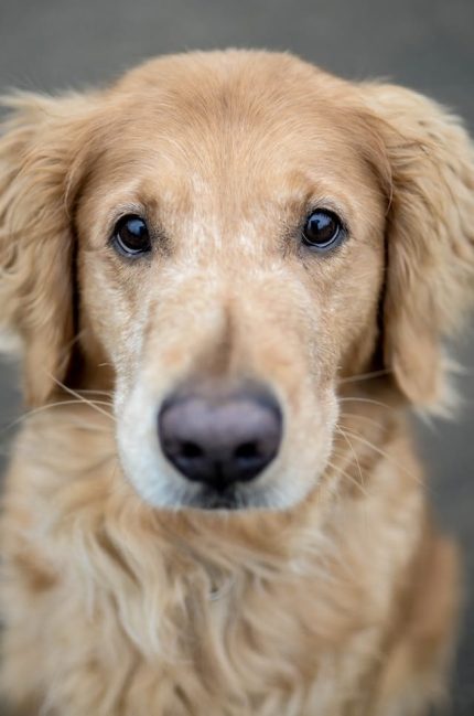 un-chien-de-race-golden-retriever