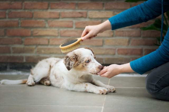 un-jeune-chien-qui-se-fait-brosser-les-poils