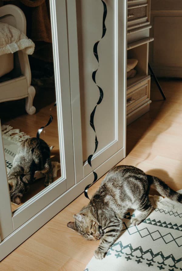 Chat prédation joue dans la maison