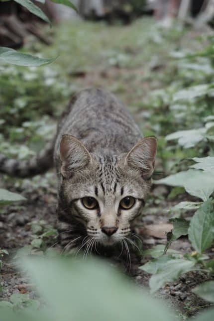 un-chat-qui-chasse-des-proies