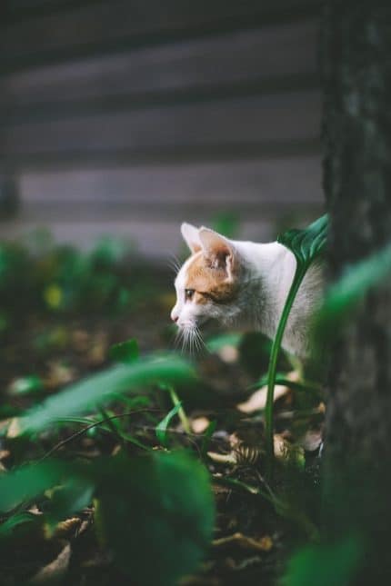 un-chat-qui-se-promène-dehors