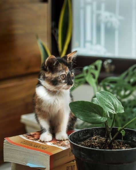 un-chaton-assis-près-d-un-pot-de-plante