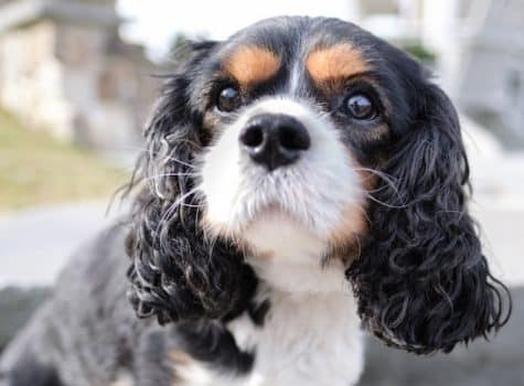 un-chien-de-race-Cavalier-King-Charles