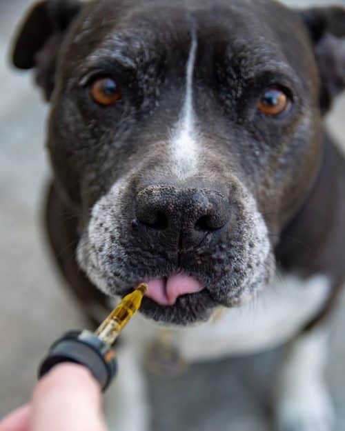 un-chien-qui-recoit-une-pipette-à-manger