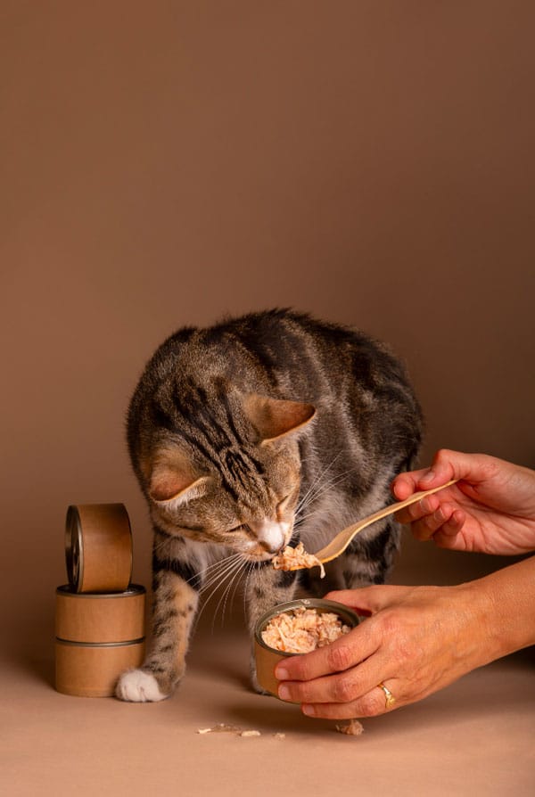 Prédation, alimentation du chat