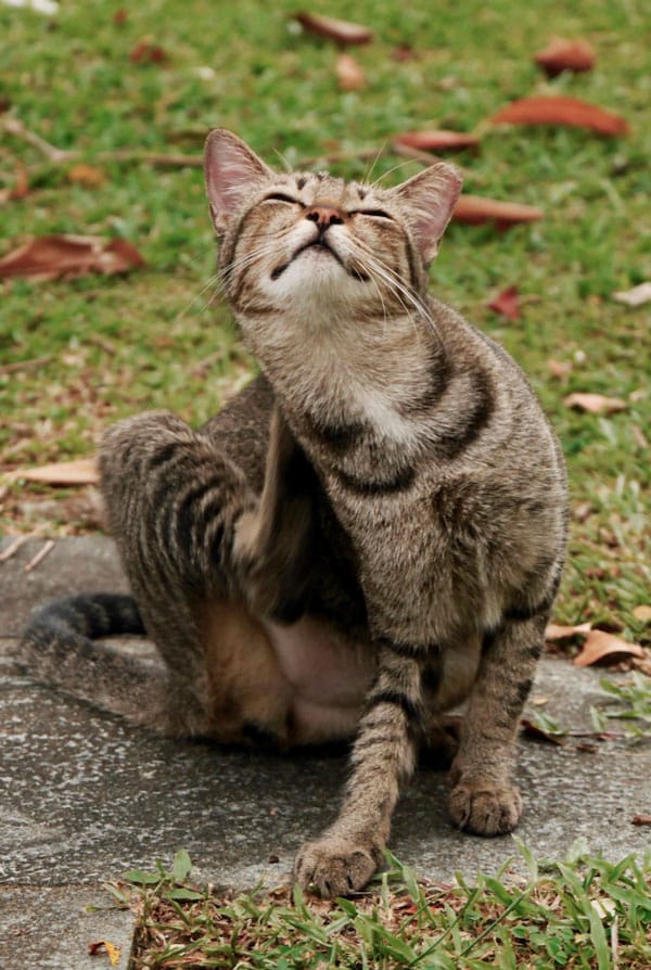 Chat punaises de lit qui se gratte