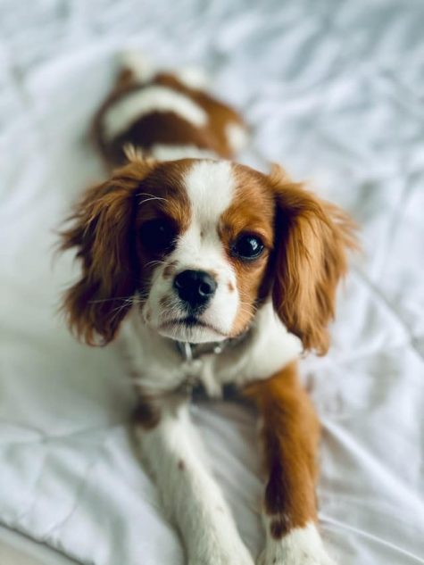 chien-Cavalier-King-Charles