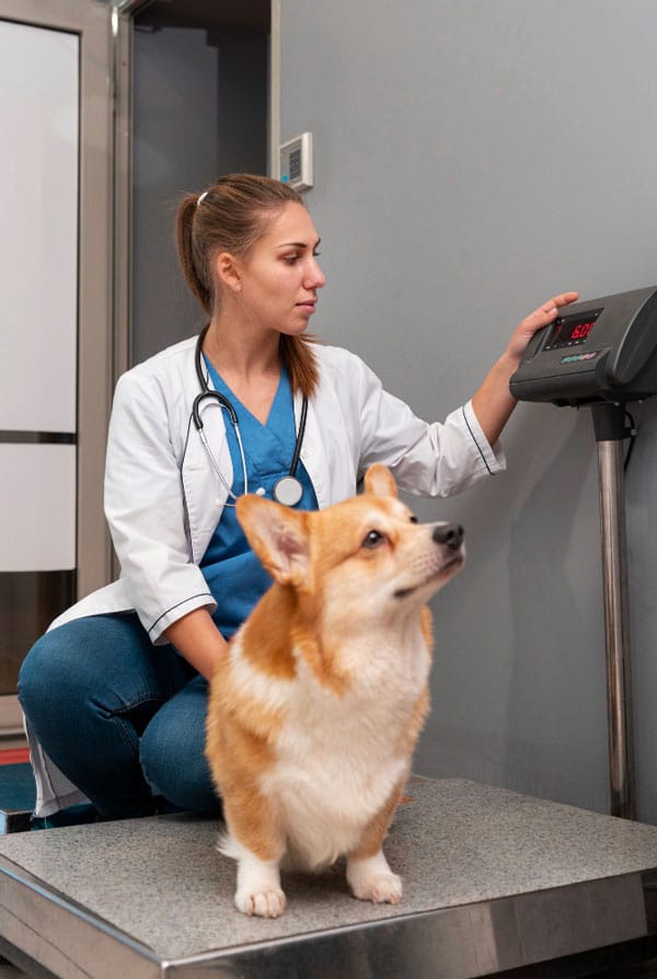 Examen chien insuffisance rénale
