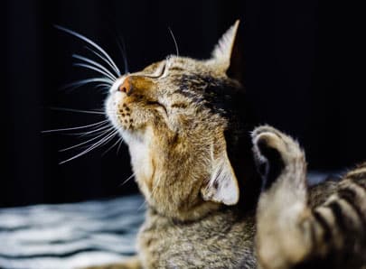 chat qui se gratte à cause des punaises de lit