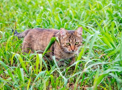 Chat prédateur dans la nature