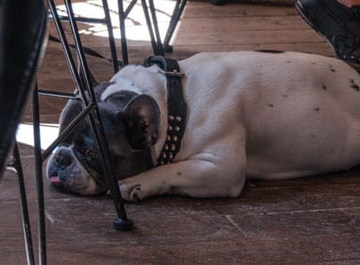 Chien en insuffisance rénale