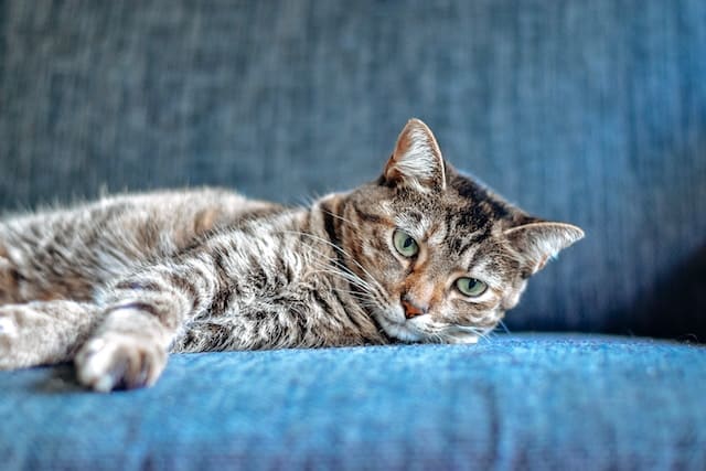 un-chat-couché-sur-un-canapé