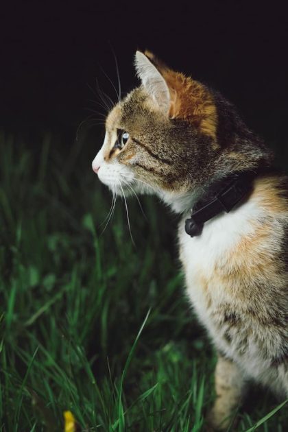 un-chat-dehors-portant-un-collier