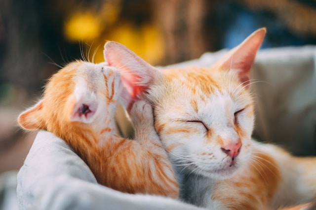 un-chaton-et-sa-mère-dans-un-panier