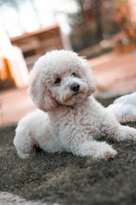 un-chien-bichon-à-poils-frisés