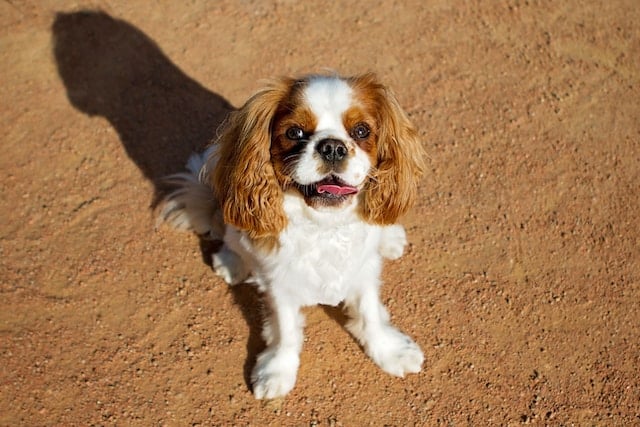 un-chien-Cavalier-King-Charles-assis
