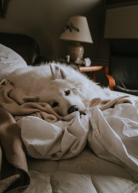 un-chien-couché-dans-un-lit