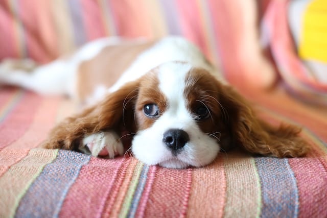 un-chien-de-race-Cavalier-King-Charles-couché