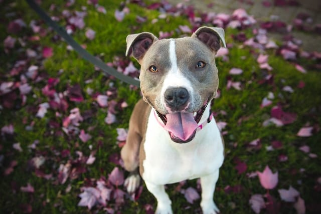 un-chien-heureux-en-promenade