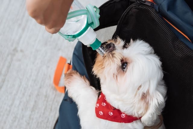 un-chien-qui-boit-beaucoup-d-eau