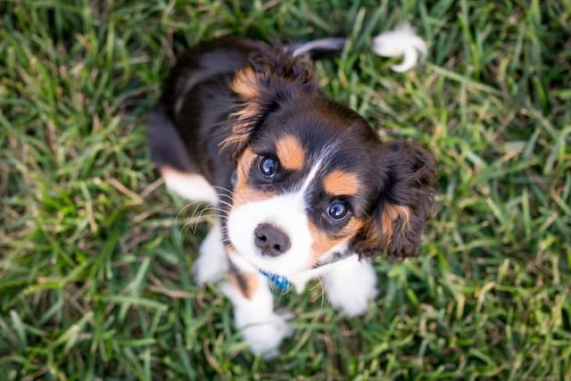 un-chiot-Cavalier-King-Charles