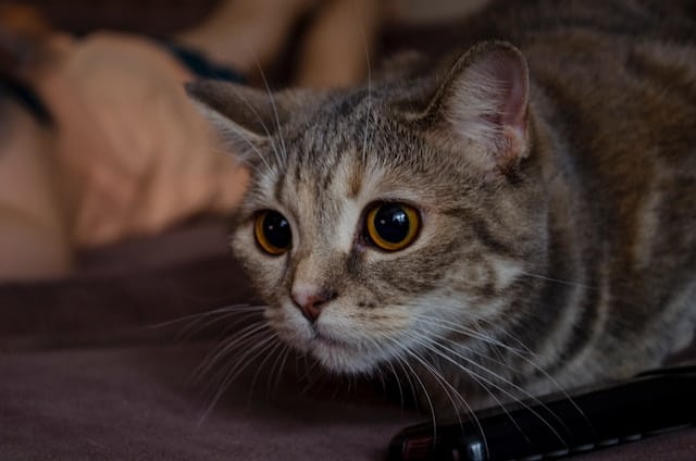 un-chat-en-position-de-prédateur-qui-chasse