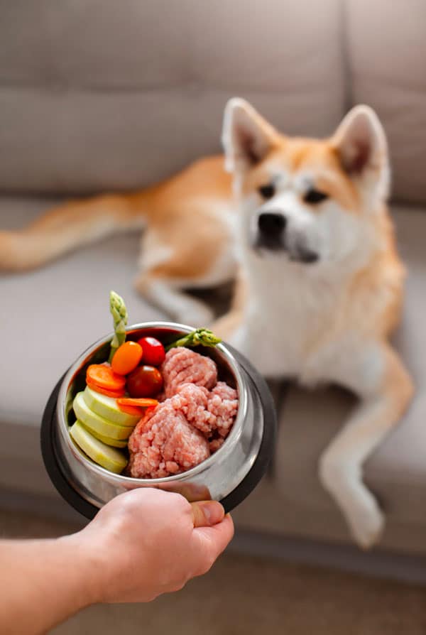 Alimentation saine pour les chiens pica