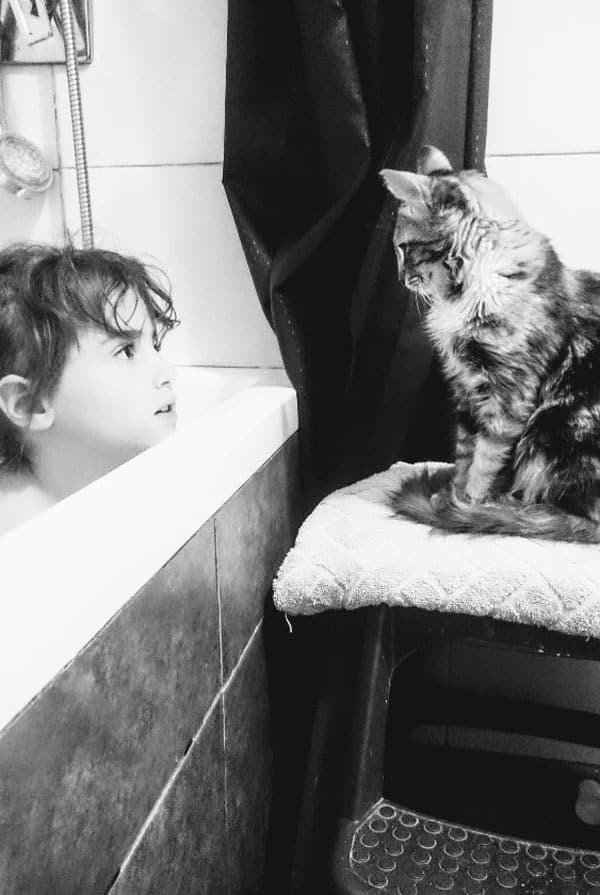 Chat dans la salle de bain surveillance