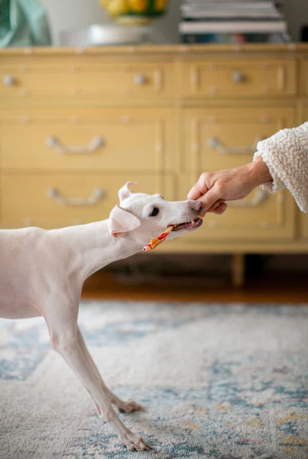Chien qui mange des objets pica