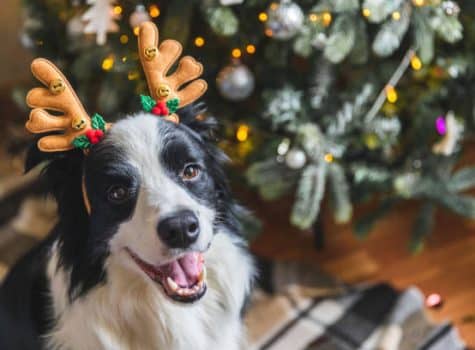 Chien heureux devant un sapin de noel