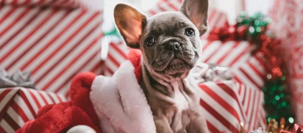 Faire un cadeau pour son chien ou chat à Noël - Santévet