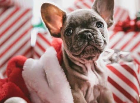 Chien caché dans les cadeaux de noël