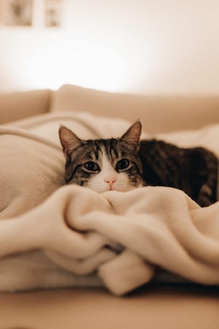 un-chat-couché-sur-une-couverture