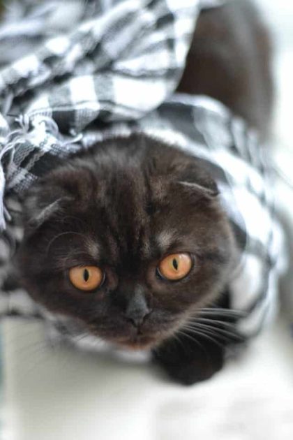 un-chat-noir-enroulé-dans-une-couverture