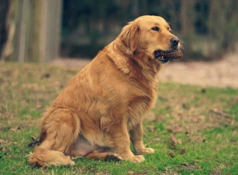 un-chien-golden-retriever-mange-une-pomme-de-pin