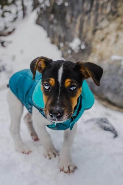 un-chien-portant-un-manteau-de-protection-contre-le-froid