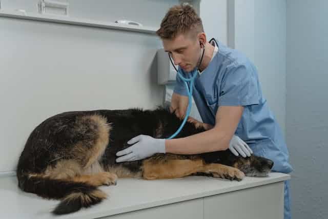 un-chien-se-fait-soigner-par-un-vétérinaire