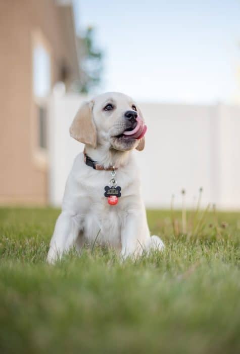 un-chiot-assis-sur-la-pelouse-dehors