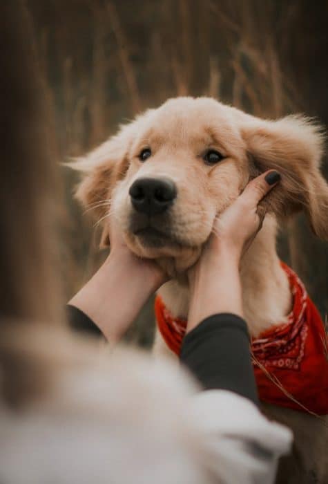 Une-femme-tient-la-tete-d-un-chien-dans-ses-mains